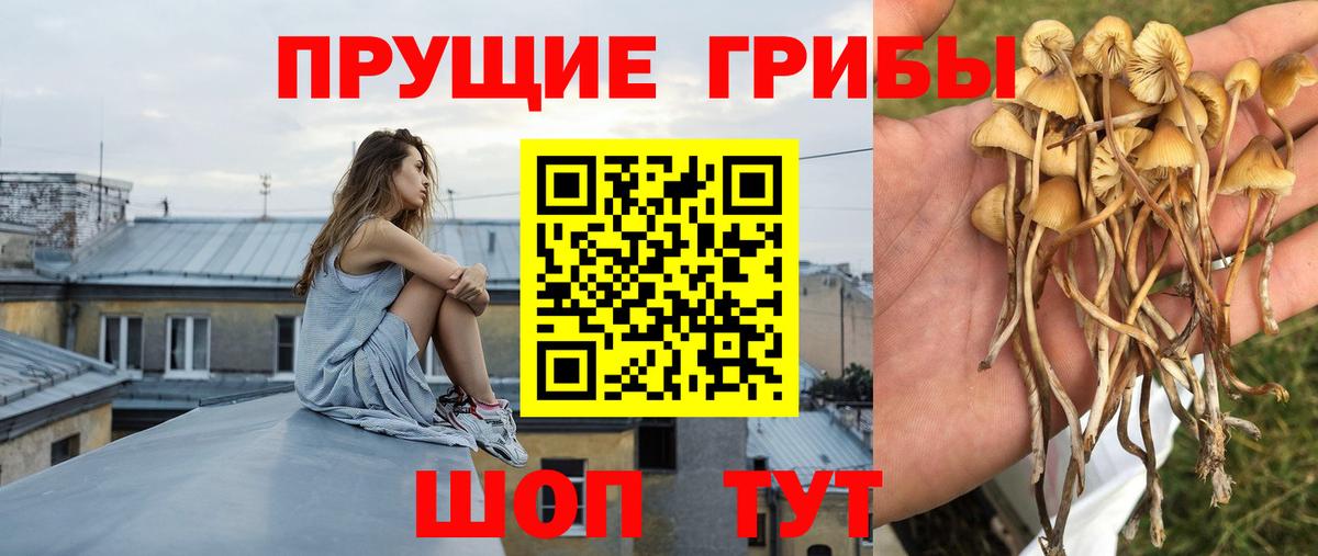 Галлюциногенные грибы Cubensis  Вход с VPN  где купить наркотик  Нефтекумск 